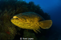 Goliath grouper,canon 60D,tokina lens 10-17mm at 10mm, tw... by Noel Lopez 